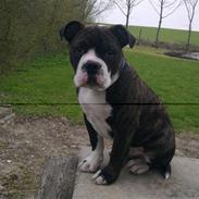 Olde english bulldogge Moris ( RIP )