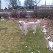 Golden retriever Chester