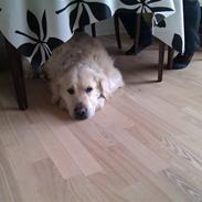 Golden retriever Chester