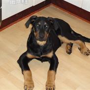 Beauceron basse