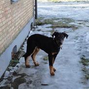 Beauceron basse