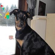 Beauceron basse