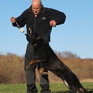 Schæferhund glarbo ino