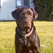 Labrador retriever Skibstedgaard Bjørn