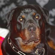 Rottweiler Nikos