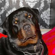 Rottweiler Nikos