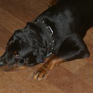 Rottweiler Nikos