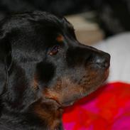 Rottweiler Nikos