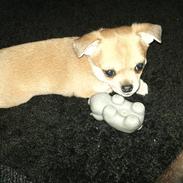 Blanding af racer Tino aka. Baby