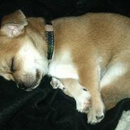 Blanding af racer Tino aka. Baby