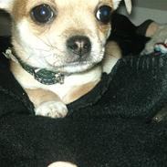 Blanding af racer Tino aka. Baby