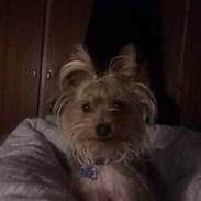 Yorkshire terrier Simba