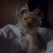 Yorkshire terrier Simba