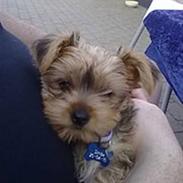 Yorkshire terrier Simba