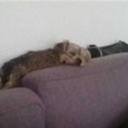 Yorkshire terrier Simba