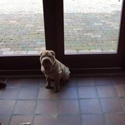 Shar pei China House Leonardo