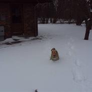 Shar pei China House Leonardo