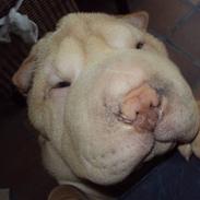 Shar pei China House Leonardo