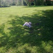 Dværgpuddel Cirkeline