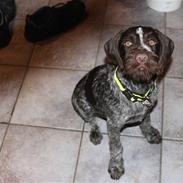 Ruhåret hønsehund Silver