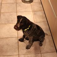 Ruhåret hønsehund Silver