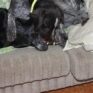 Ruhåret hønsehund Silver