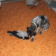 Ruhåret hønsehund Silver