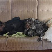 Ruhåret hønsehund Silver