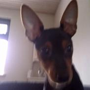 Dvaergpinscher Muttley