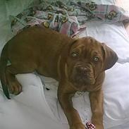 Dogue de bordeaux Ida