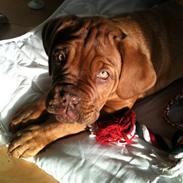 Dogue de bordeaux Ida
