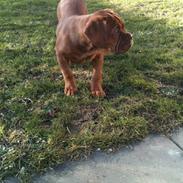Dogue de bordeaux Ida