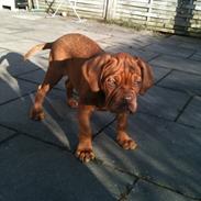 Dogue de bordeaux Ida
