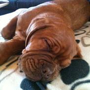 Dogue de bordeaux Ida