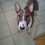 Bullterrier Anton Holm vinter *SOLGT* ;-(