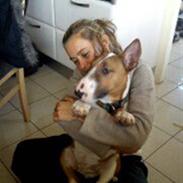 Bullterrier Anton Holm vinter *SOLGT* ;-(