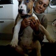 Bullterrier Anton Holm vinter *SOLGT* ;-(