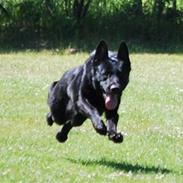 Schæferhund Goliath Bady-Ron (Carlos)