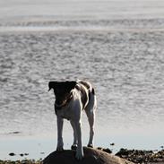 Dansk svensk gaardhund Trille.