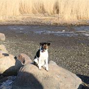 Dansk svensk gaardhund Trille.