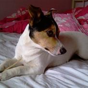 Jack russell terrier Lautitia