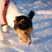 Jack russell terrier Lautitia