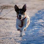 Jack russell terrier Lautitia