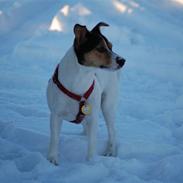 Jack russell terrier Lautitia