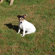 Jack russell terrier Lautitia