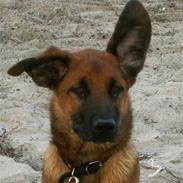 Blanding af racer Holger