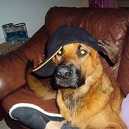 Blanding af racer Holger