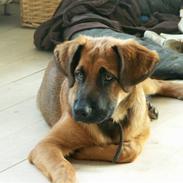 Blanding af racer Holger