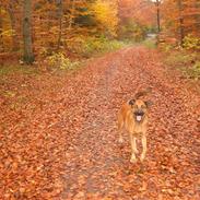 Blanding af racer Holger