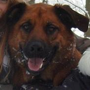 Blanding af racer Holger